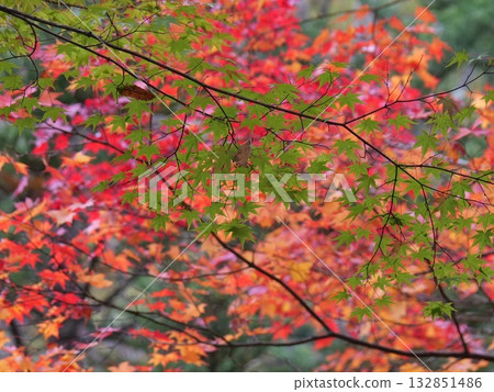 Autumn in Japan Autumn in Japan 132851486