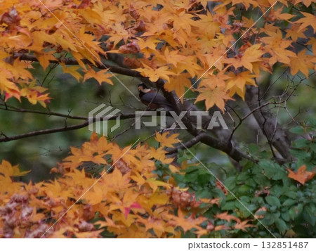 Beautiful orange maple trees Beautiful orange maple trees 132851487