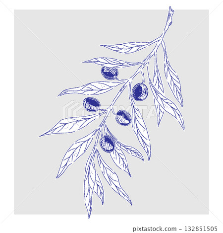 olive tree branch with fruits olive tree branch with fruits 132851505