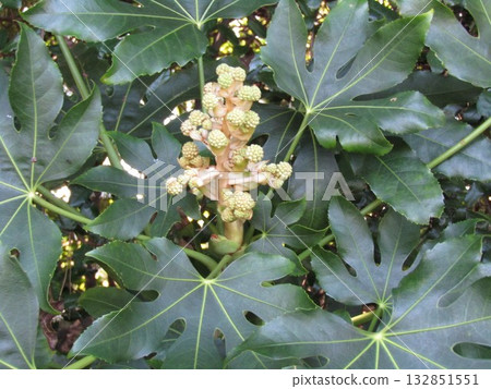 在花朵稀少的時節，八角金盤的花苞卻綻放。 132851551