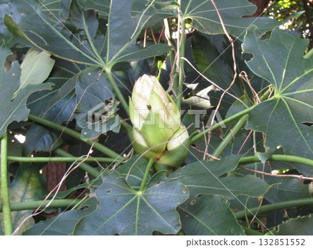 在花朵稀少的時節，八角金盤的花苞卻綻放。 132851552