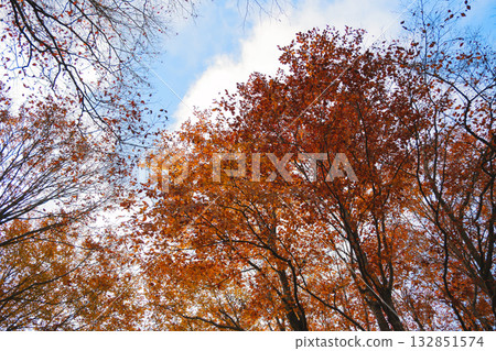 A beautiful autumn scene with strong contrasts 132851574