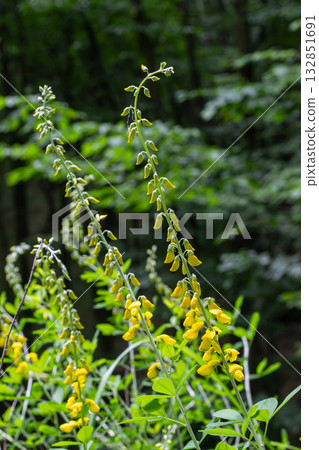 Lembotropis nigricans blooms with vibrant yellow flowers in a natural setting during the daytime 132851691