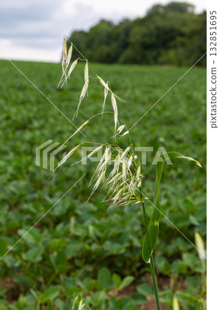 Wild oat heads sway gently in the breeze above a lush green field during summer in a rural setting 132851695