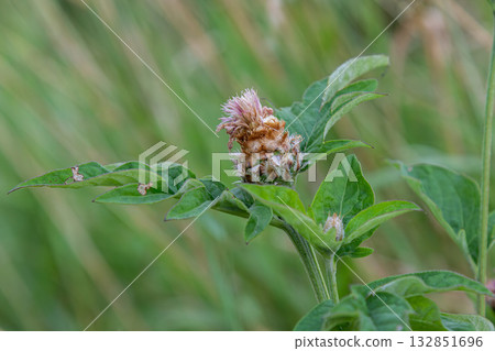 Brown Knapweed blooming with green foliage in a natural habitat during the late afternoon sunlight in summer Brown Knapweed blooming with green foliage in a natural habitat during the late afternoon sunlight in summer 132851696