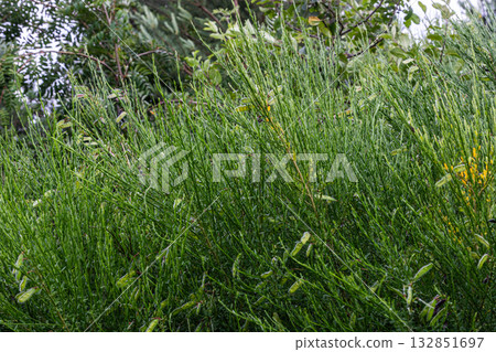 Vibrant growth of Cytisus scoparius showcasing dense foliage and bright blossoms in a natural habitat 132851697