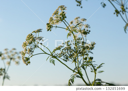Exploring Conium maculatum in a sunny field showcasing white umbel flower clusters with a clear blue sky in the background 132851699