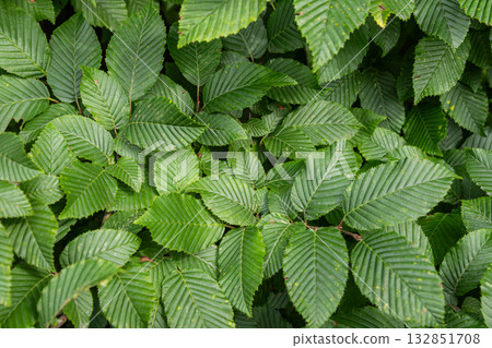 Foliage of Carpinus betulus in a lush green setting showcasing the smooth and serrated edges of the leaves under natural light Foliage of Carpinus betulus in a lush green setting showcasing the smooth and serrated edges of the leaves under natural light 132851708