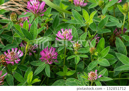 Red clover blooms in a lush green field during late spring showcasing vibrant pink flowers and healthy foliage under natural sunlight 132851712