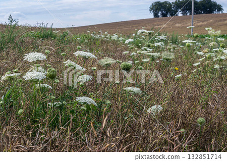 Wild Carrot blooms in a rural field during late summer showcasing delicate white flowers against a backdrop of dry grass and distant trees Wild Carrot blooms in a rural field during late summer showcasing delicate white flowers against a backdrop of dry grass and distant trees 132851714
