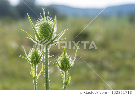 Wild teasel Dipsacus fullonum thriving in a sunny meadow showcasing unique spiky flower heads during late spring in a rural area 132851718