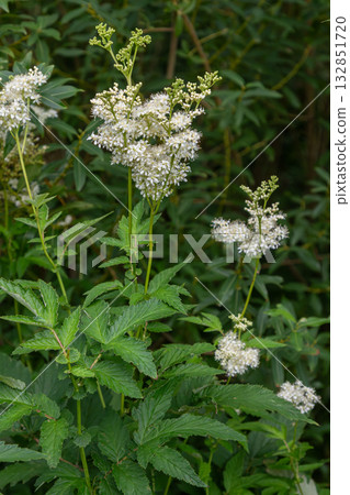 Meadowsweet blooms brightening a lush green meadow in early summer showcasing the delicate flowers of Filipendula ulmaria in a natural habitat Meadowsweet blooms brightening a lush green meadow in early summer showcasing the delicate flowers of Filipendula ulmaria in a natural habitat 132851720