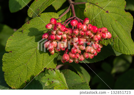 Vibrant clusters of Viburnum lantana fruits grow on lush green foliage in a sunlit setting during late summer 132851723