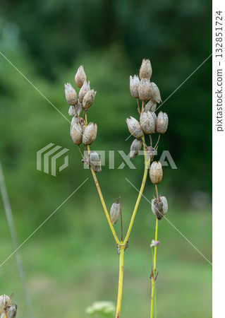 Bladder Campion plant clusters with seed pods against a blurred green background during a sunny day in a natural setting Bladder Campion plant clusters with seed pods against a blurred green background during a sunny day in a natural setting 132851724