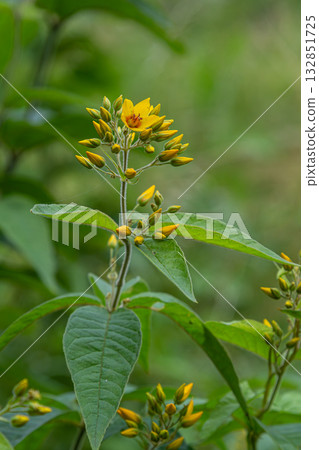 Garden Loosestrife showcases vibrant yellow flowers amidst lush green foliage in a natural habitat during a sunny afternoon Garden Loosestrife showcases vibrant yellow flowers amidst lush green foliage in a natural habitat during a sunny afternoon 132851725