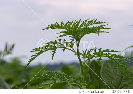 Common Ragweed thrives in open fields showcasing its distinct fern-like leaves under a cloudy sky during the warm summer months Common Ragweed thrives in open fields showcasing its distinct fern-like leaves under a cloudy sky during the warm summer months 132851726