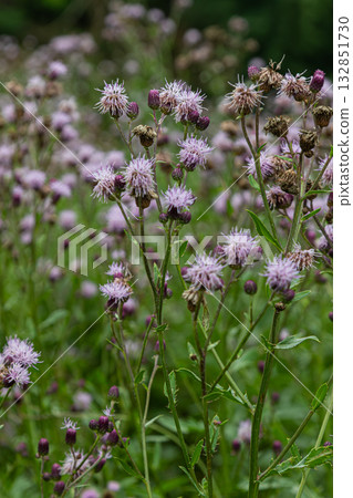 Cirsium arvense blooms attract pollinators in a lush field enriched by diverse flora during late spring Cirsium arvense blooms attract pollinators in a lush field enriched by diverse flora during late spring 132851730