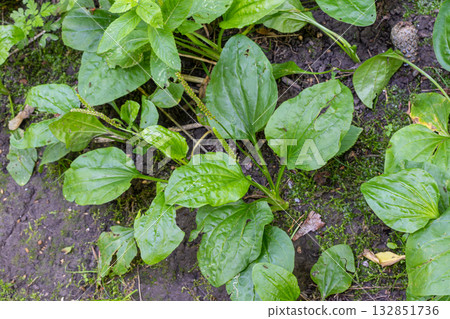 Broadleaf plantain Plantago major growing in a natural environment showing lush green leaves and earthy soil in a lush ecosystem Broadleaf plantain Plantago major growing in a natural environment showing lush green leaves and earthy soil in a lush ecosystem 132851736