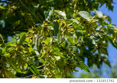 Common hornbeam leaves and fruit in a sunny environment during late spring showcasing their unique structure and vibrant foliage Common hornbeam leaves and fruit in a sunny environment during late spring showcasing their unique structure and vibrant foliage 132851742