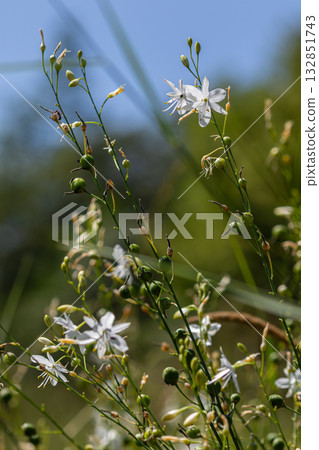 Branched St Bernard's-lily blossoms in a sunny meadow with delicate white flowers against a lush green background Branched St Bernard's-lily blossoms in a sunny meadow with delicate white flowers against a lush green background 132851743