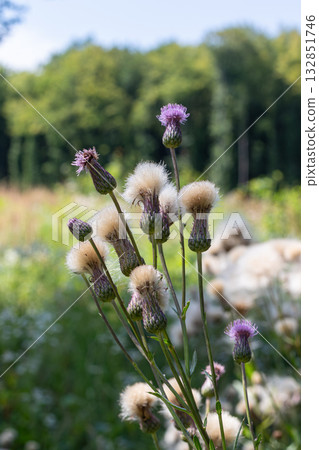 Cirsium arvense showcases its vibrant purple flowers and fluffy seeds in a sunny field during late summer in a lush green landscape Cirsium arvense showcases its vibrant purple flowers and fluffy seeds in a sunny field during late summer in a lush green landscape 132851746