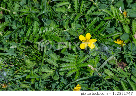 Silverweed Potentilla anserina blooming among lush greenery in a sunny field during springtime 132851747