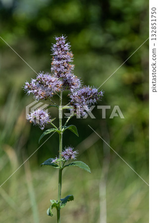 Water mint plant thriving in a lush natural environment with aromatic purple flowers soaking up sunlight during a warm summer day Water mint plant thriving in a lush natural environment with aromatic purple flowers soaking up sunlight during a warm summer day 132851750