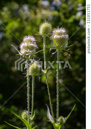 Wild teasel spikes rise elegantly against a blurred green background showcasing summer's flora in a natural habitat Wild teasel spikes rise elegantly against a blurred green background showcasing summer's flora in a natural habitat 132851751