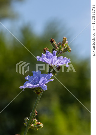 Chicory flowers bloom in vibrant shades of blue under a clear sky in the garden during a sunny afternoon Chicory flowers bloom in vibrant shades of blue under a clear sky in the garden during a sunny afternoon 132851752