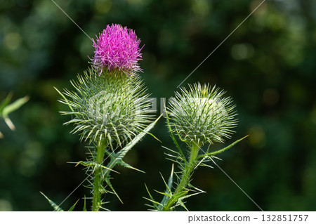Colorful Cirsium vulgare blooms amidst lush greenery in a sunlit meadow during late spring afternoons 132851757