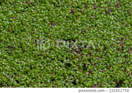Floating green carpets of Lemna minor thrive in still waters creating a lush habitat for aquatic life under sunlight 132851758