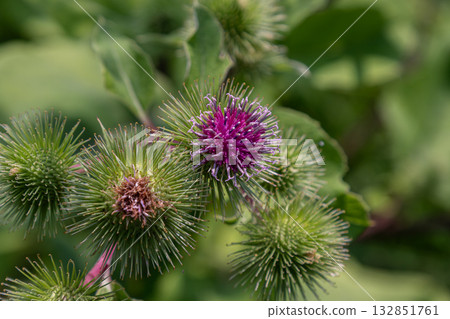 Exploration of Arctium lappa greater burdock with vibrant purple flowers and distinctive seed heads in a natural outdoor setting Exploration of Arctium lappa greater burdock with vibrant purple flowers and distinctive seed heads in a natural outdoor setting 132851761