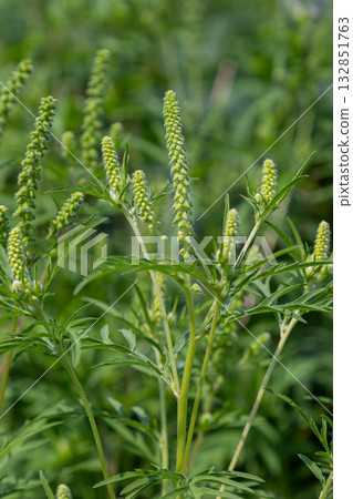 Detailed close-up of ambrosia artemisiifolia showcasing its green flower spikes surrounded by lush foliage in a natural habitat during summer growth season 132851763