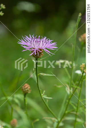 Colorful flowering of Centaurea jacea in a lush green field showcasing its vibrant brown-rayed structure under natural lighting 132851764