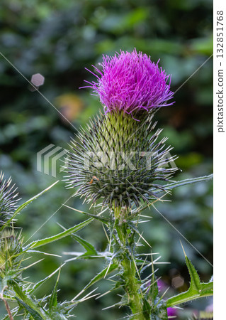 Vibrant Spear Thistle showcases striking purple flower against lush green background in a natural habitat during late summer bloom Vibrant Spear Thistle showcases striking purple flower against lush green background in a natural habitat during late summer bloom 132851768