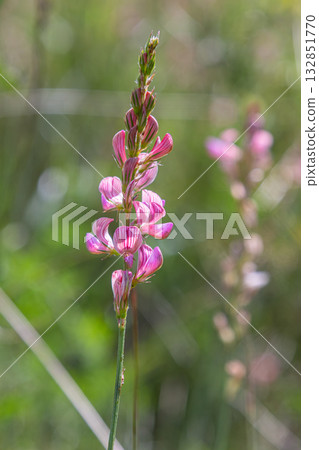 Colorful Onobrychis viciifolia blooms prominently in a natural habitat during a sunny afternoon in spring Colorful Onobrychis viciifolia blooms prominently in a natural habitat during a sunny afternoon in spring 132851770