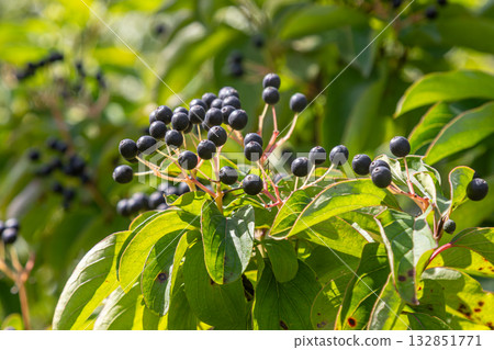 Cornus sanguinea berries growing on lush green leaves in a sunny environment during late summer Cornus sanguinea berries growing on lush green leaves in a sunny environment during late summer 132851771