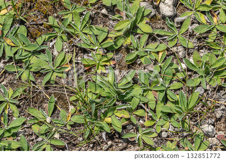 Mouse-ear hawkweed thrives in sunny meadow under clear sky showcasing vibrant green leaves with unique lobed shape Mouse-ear hawkweed thrives in sunny meadow under clear sky showcasing vibrant green leaves with unique lobed shape 132851772