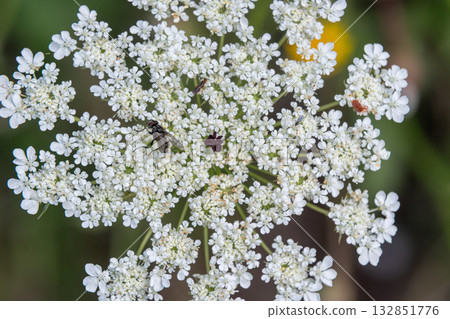 Wild carrot blooms attract various insects in a vibrant summer field showcasing the beauty of nature Wild carrot blooms attract various insects in a vibrant summer field showcasing the beauty of nature 132851776