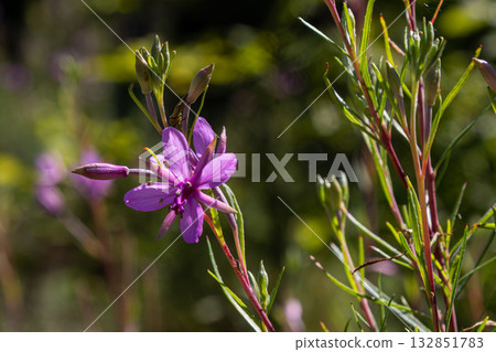 Beautiful fireweed blooms in natural setting highlighting vibrant colors and intricate details of Chamaenerion angustifolium during summer Beautiful fireweed blooms in natural setting highlighting vibrant colors and intricate details of Chamaenerion angustifolium during summer 132851783