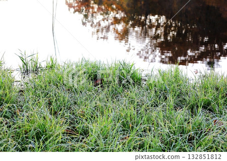 貘本台馬加里澤沼澤的秋葉，清晨的露珠 132851812
