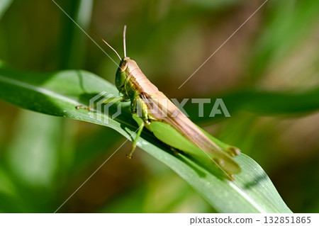 Locust Locust 132851865