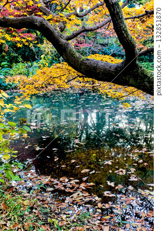 【秋葉圖片】漂浮在水面上的落葉和倒映在水面上的秋葉 132851870