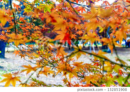 【秋葉圖片】秋葉和廣場的特寫 132851908