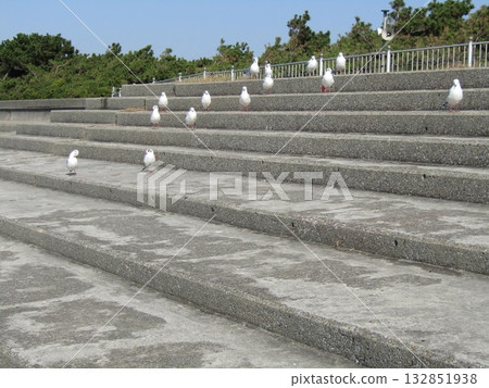 一隻冬季候鳥－黑頭鷗，在凱米濱海灘擺姿勢拍照 132851938