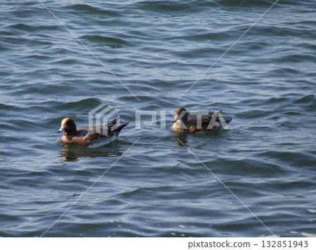 冬季候鳥赤頸鴨已經來到了凱米加瓦濱。 132851943
