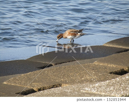 冬季候鳥赤頸鴨已經來到了凱米加瓦濱。 132851944