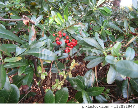 Pyracantha fruits turn bright red in autumn 132851947
