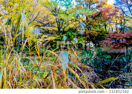 [Image of autumn leaves] Autumn leaves and silver grass by the pond 132852162