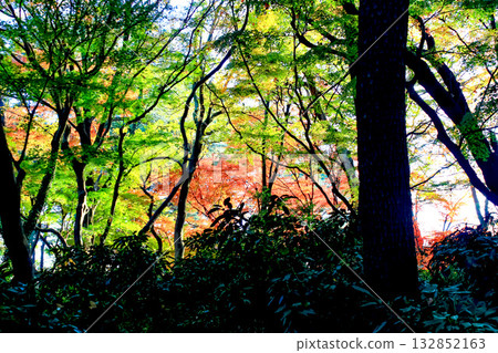 [Autumn leaves image] Vivid autumn leaves shining through the trees 132852163